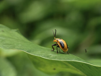 Close-up of insect on leaf