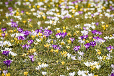 Close-up of purple crocus flowers on field