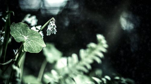 Close-up of plant