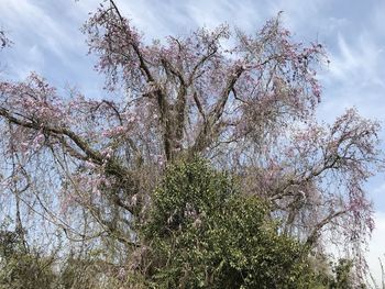 Low angle view of cherry blossoms against sky