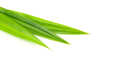 Close-up of fresh green plant against white background