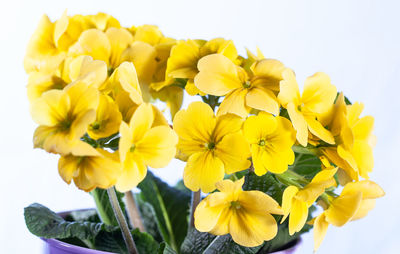 Close-up of yellow daffodil flowers