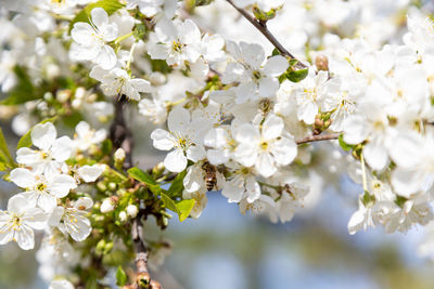 A bee collects pollen in flowers of a old sour cherry tree