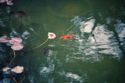 High angle view of koi carps swimming in water