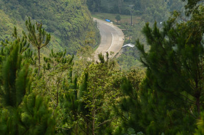 High angle view of road amidst trees