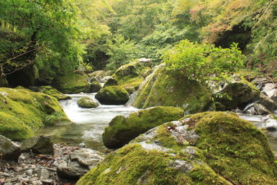 Scenic view of stream flowing through rocks in forest