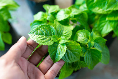 Close-up of hand holding plant