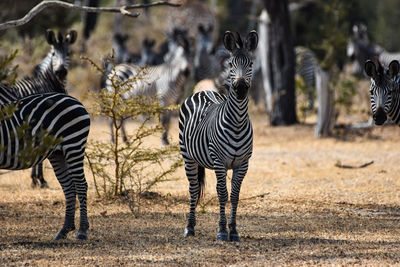 Zebra standing on field