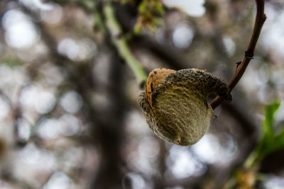 Close-up of caterpillar on tree