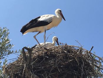 Bird perching on nest