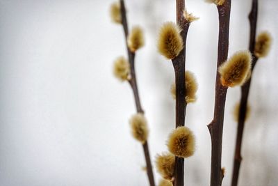 Close-up of plant against blurred background