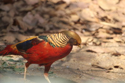 Close-up of bird perching on shore