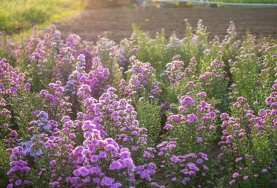 Close-up of purple flowering plants on field