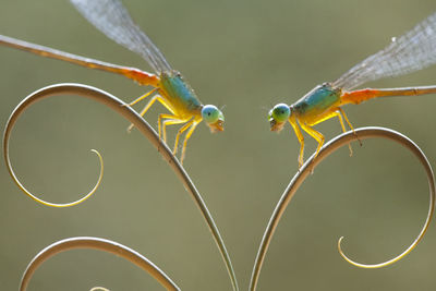 Dragonflies and unique leaves