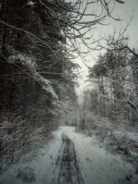 Snow covered bare trees in forest