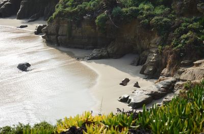 Scenic view of sea by trees