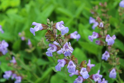 Close-up of insect on purple flowering plant