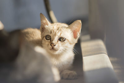 Portrait of a kitten