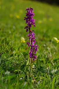 Close-up of purple flowering plant on field