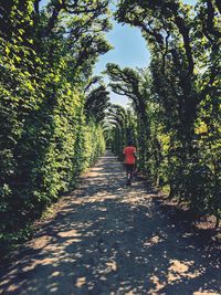 Rear view of person walking on footpath amidst trees