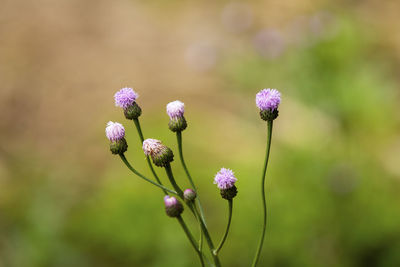 Beautiful purple flowers