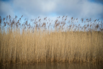 Close-up of fresh plants on field against sky