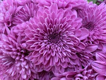 Close-up of pink dahlia