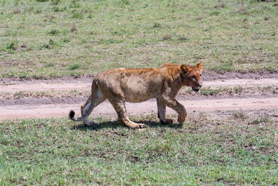 Young lion