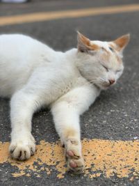 Cat lying on the road