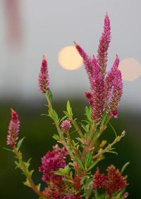 Close-up of pink flowers