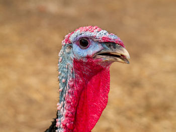 Close-up of a bird