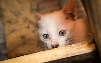 Close-up portrait of cat