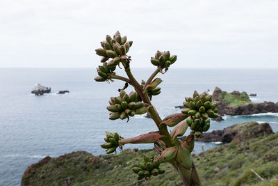 Close-up of succulent plant in sea against sky