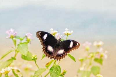 Close-up of butterfly pollinating on flower