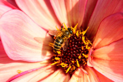 Extreme close-up of insect on flower