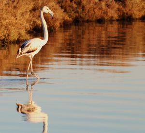 Heron standing in a lake