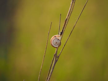 Close-up of snail on leaf