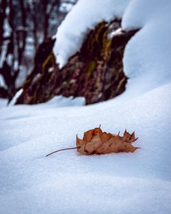 Close-up of maple leaf on snow