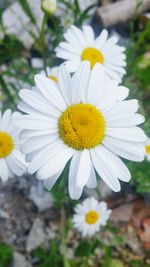 Close-up of white daisy flowers