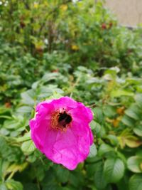 Close-up of bee on pink flower