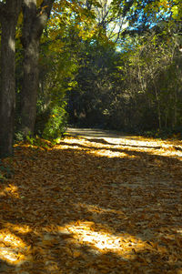 Trees in forest