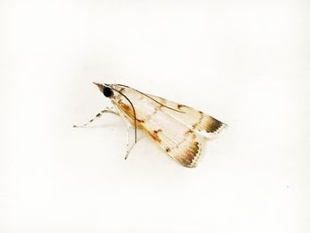 Close-up of butterfly over white background