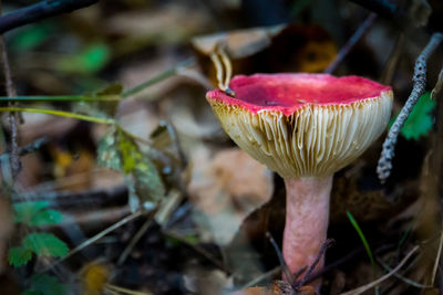 Close-up of mushroom growing on field