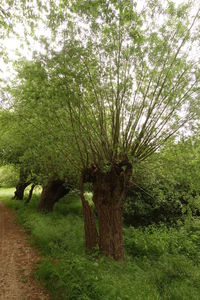 Trees growing in field