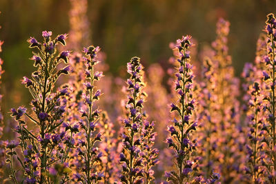 Close-up of purple flowering plants on field