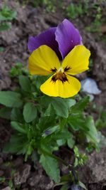 Close-up of yellow flower