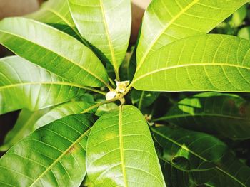 Close-up of green leaves