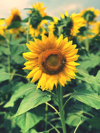 Close-up of yellow sunflower