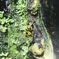 Close-up of insect on tree trunk