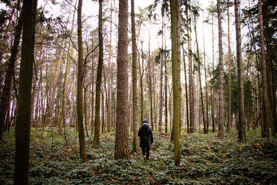 Rear view of man walking amidst trees in forest